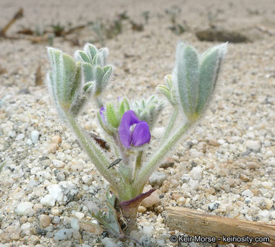 Image of purple desert lupine