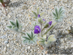 Image of purple desert lupine