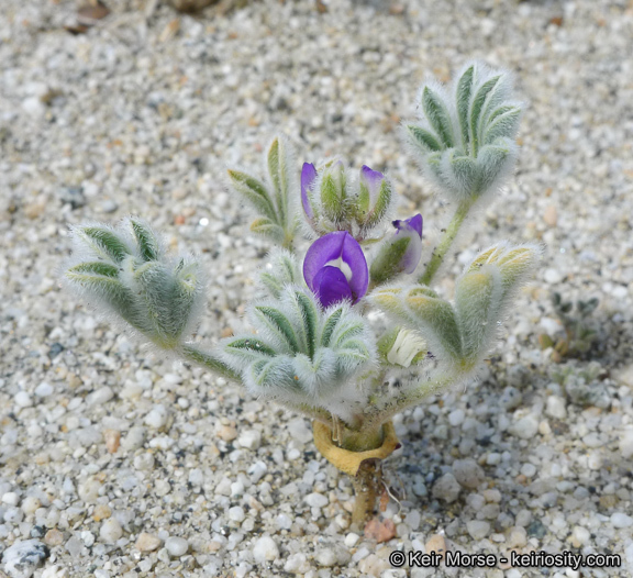 Image of purple desert lupine