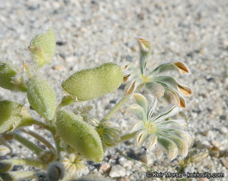 Image of purple desert lupine