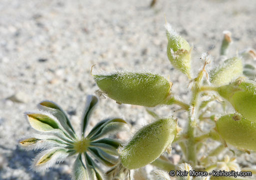 Image of purple desert lupine