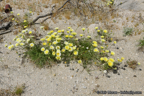 Image of smooth desertdandelion