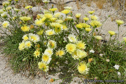 Image of smooth desertdandelion