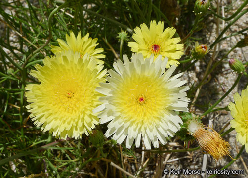 Image of smooth desertdandelion