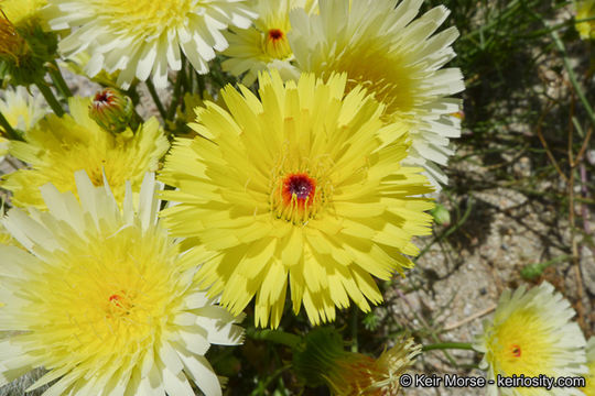 Image of smooth desertdandelion