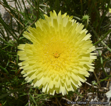 Image of smooth desertdandelion