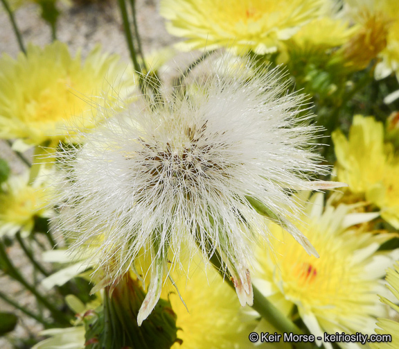 Image de Malacothrix glabrata (D. C. Eat. ex Gray) A. Gray