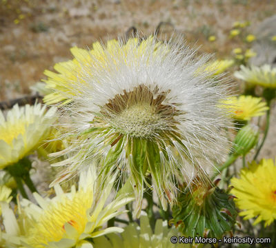 Image de Malacothrix glabrata (D. C. Eat. ex Gray) A. Gray