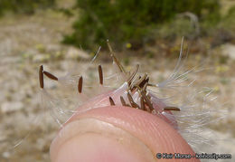 Image de Malacothrix glabrata (D. C. Eat. ex Gray) A. Gray