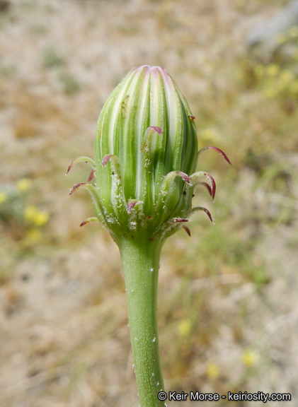 Image de Malacothrix glabrata (D. C. Eat. ex Gray) A. Gray