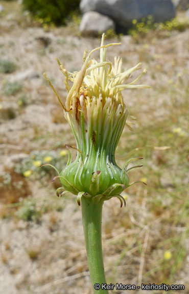 Image de Malacothrix glabrata (D. C. Eat. ex Gray) A. Gray