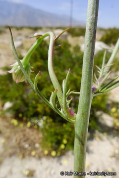 Image of smooth desertdandelion