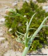 Image of smooth desertdandelion