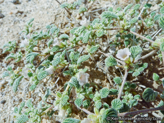 Image of fanleaf crinklemat