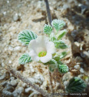 Image of fanleaf crinklemat