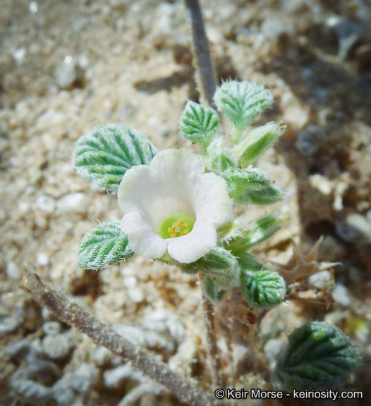 Image of fanleaf crinklemat