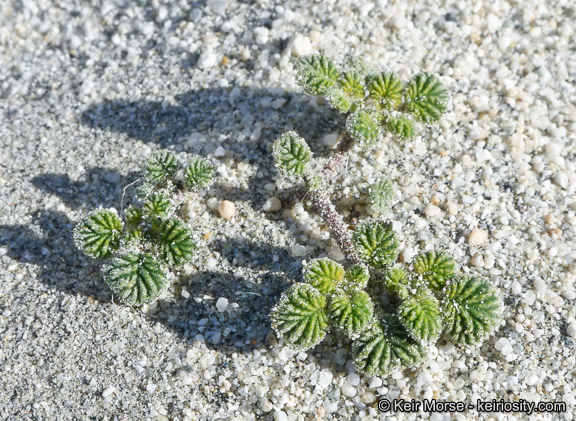 Слика од Tiquilia plicata (Torr.) A. Richards.