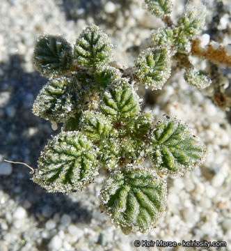 Image of fanleaf crinklemat