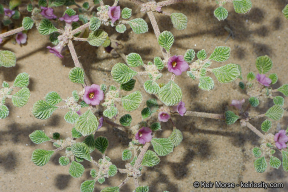 Слика од Tiquilia plicata (Torr.) A. Richards.