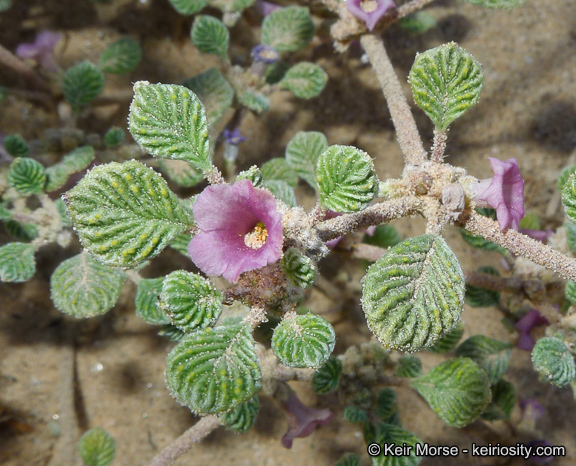 Слика од Tiquilia plicata (Torr.) A. Richards.