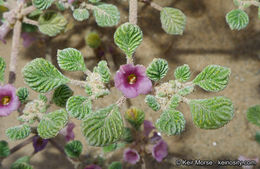 Слика од Tiquilia plicata (Torr.) A. Richards.