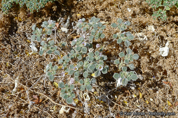 Слика од Tiquilia plicata (Torr.) A. Richards.