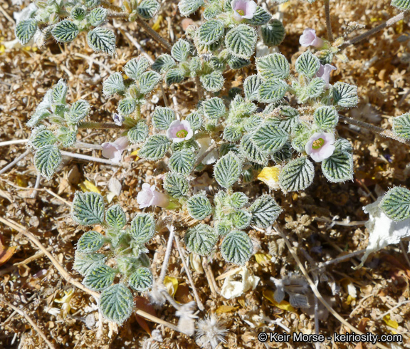 Слика од Tiquilia plicata (Torr.) A. Richards.