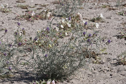 Image of Astragalus magdalenae var. niveus (Rydb.) Barneby