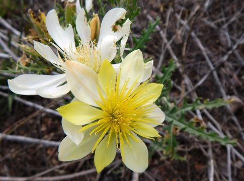 Image of Adonis blazingstar