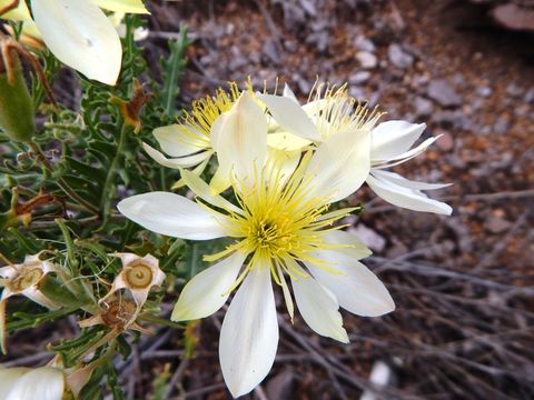 Image of Adonis blazingstar