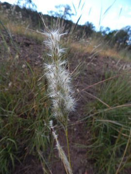 Image of silver beardgrass