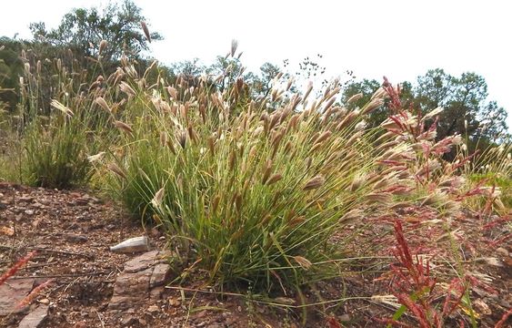 Image of false Rhodes grass