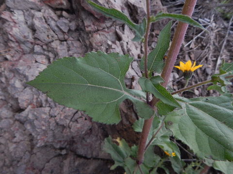 Image of Simsia amplexicaulis (Cav.) Pers.