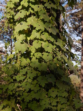 Image de Sicyos laciniatus L.