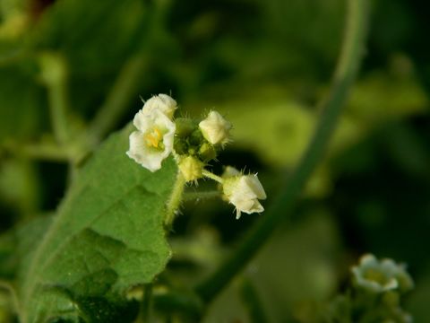 Image de Sicyos laciniatus L.