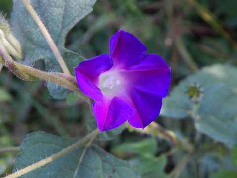 Слика од Ipomoea purpurea (L.) Roth