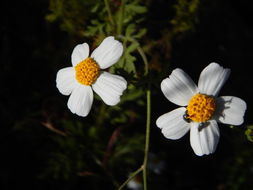 Image de Bidens pilosa L.