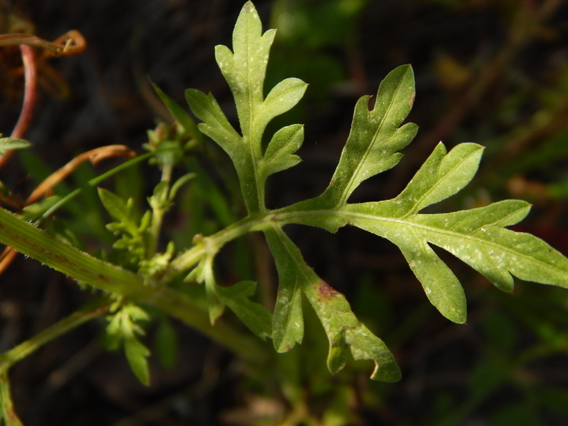 Image de Bidens pilosa L.