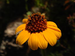 Imagem de Tithonia tubaeformis (Jacq.) Cass.