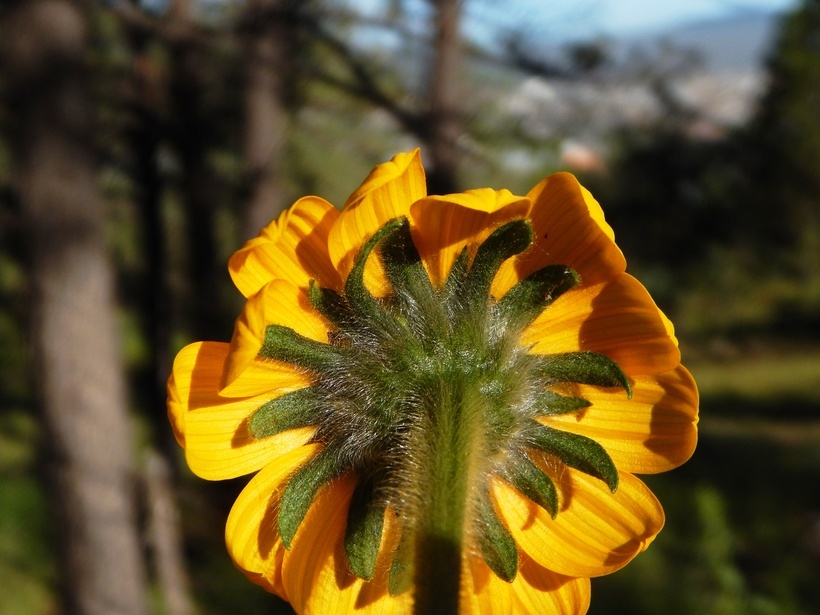 Imagem de Tithonia tubaeformis (Jacq.) Cass.