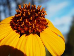 صورة Tithonia tubaeformis (Jacq.) Cass.