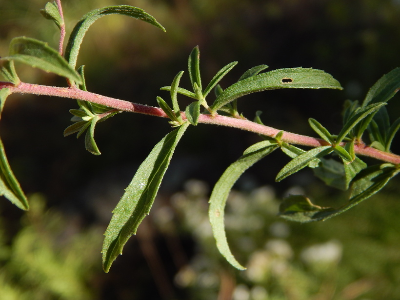Sivun Stevia viscida Kunth kuva