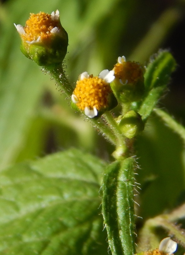 Maryland Biodiversity Project - Shaggy Soldier (Galinsoga quadriradiata)