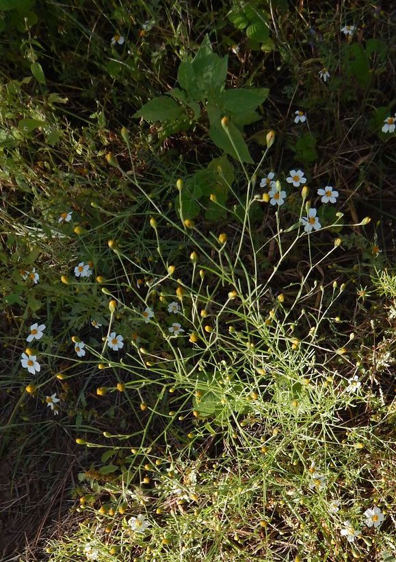 Image de Schkuhria pinnata (Lam.) O. Kuntze