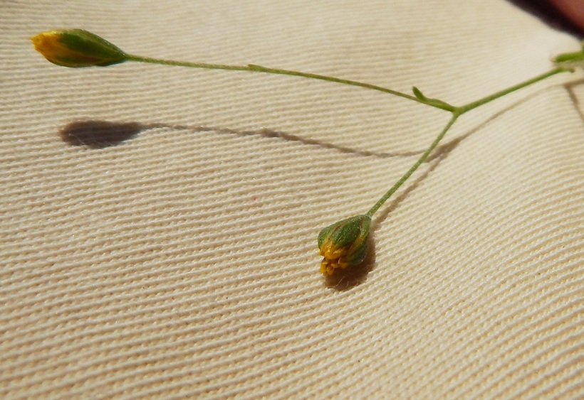 Plancia ëd Schkuhria pinnata (Lam.) O. Kuntze