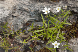 Imagem de Moehringia villosa (Wulfen) Fenzl