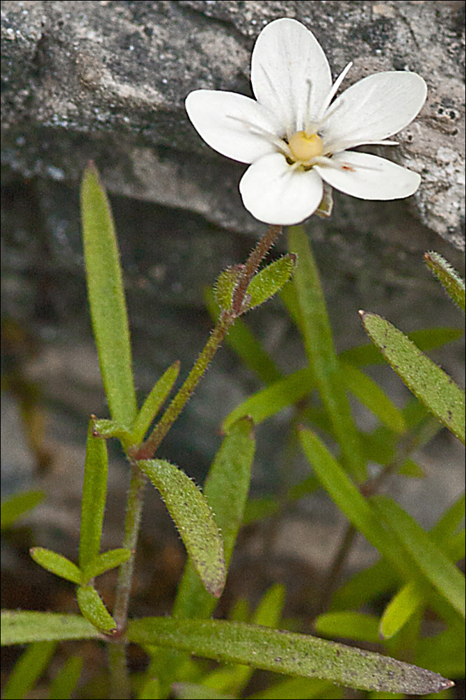 Imagem de Moehringia villosa (Wulfen) Fenzl