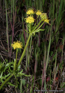 Plancia ëd Sanicula arguta Greene ex Coult. & Rose