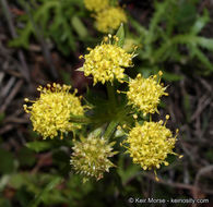 Image of sharptooth blacksnakeroot