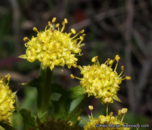 Image of sharptooth blacksnakeroot